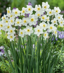 Narcis Lieke - Narcissus - cibule narcisu - 3 ks