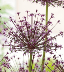 Česnek Toabago - Allium - cibule okrasného česneku - 3 ks
