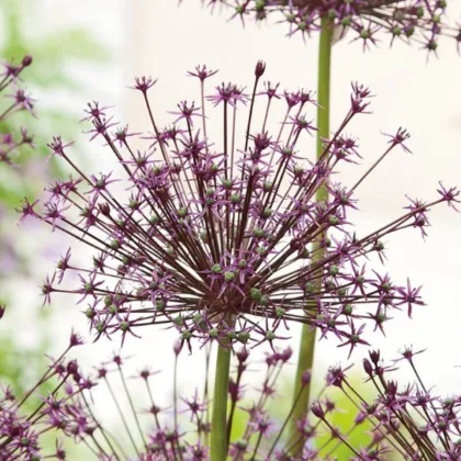 Česnek Toabago - Allium - cibule okrasného česneku - 3 ks