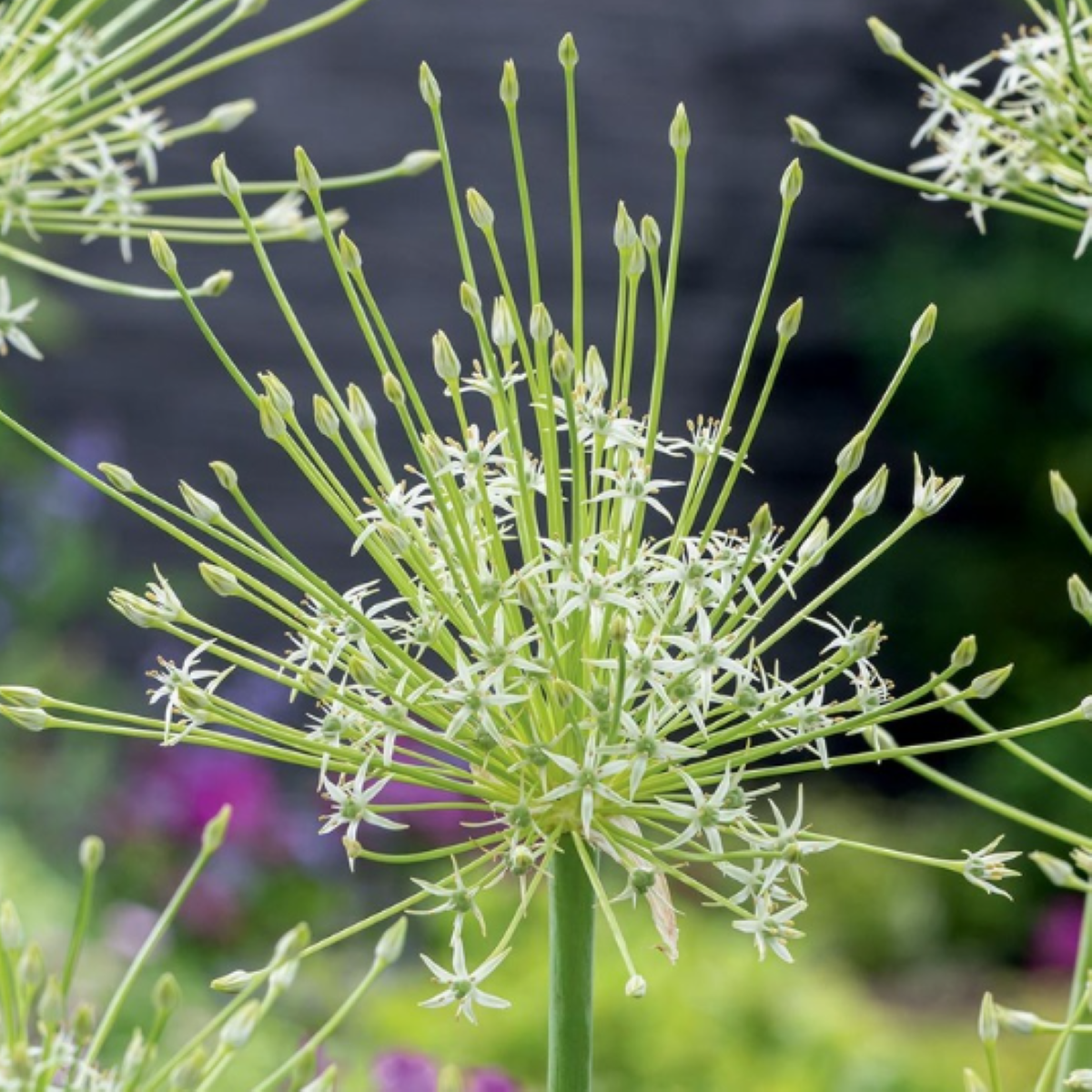 Česnek Arctic Snow  - Allium - cibule okrasného česneku - 2 ks