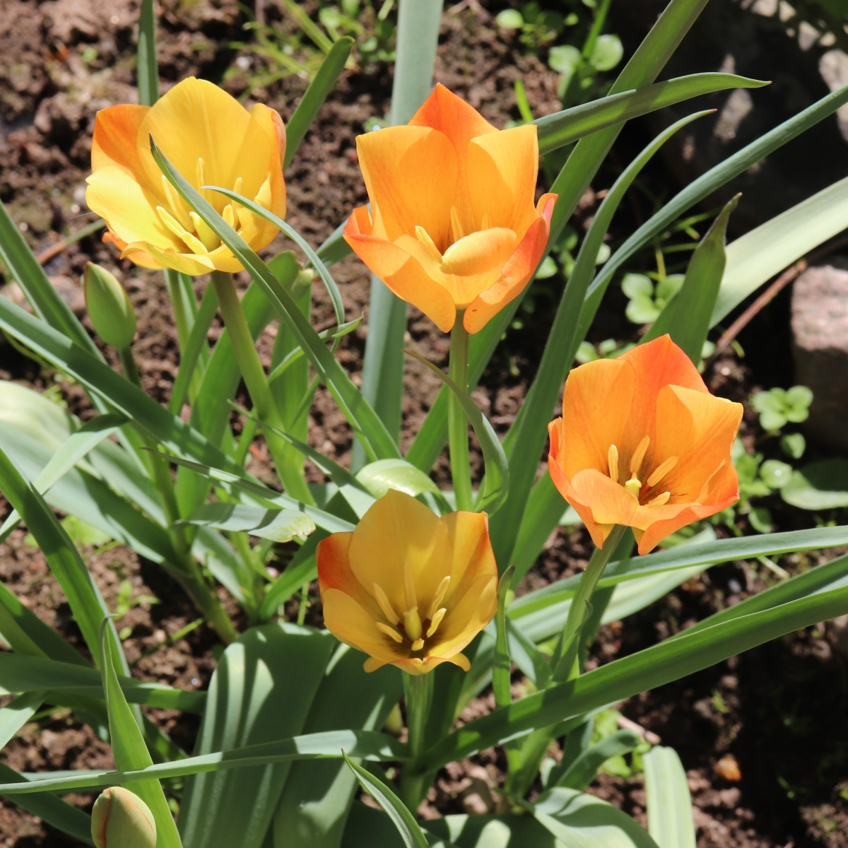 Tulipán Bronze Charm - Tulipa - cibuloviny - 3 ks