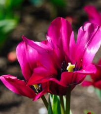 Tulipán Night Club - Tulipa - cibule tulipánu - 3 ks