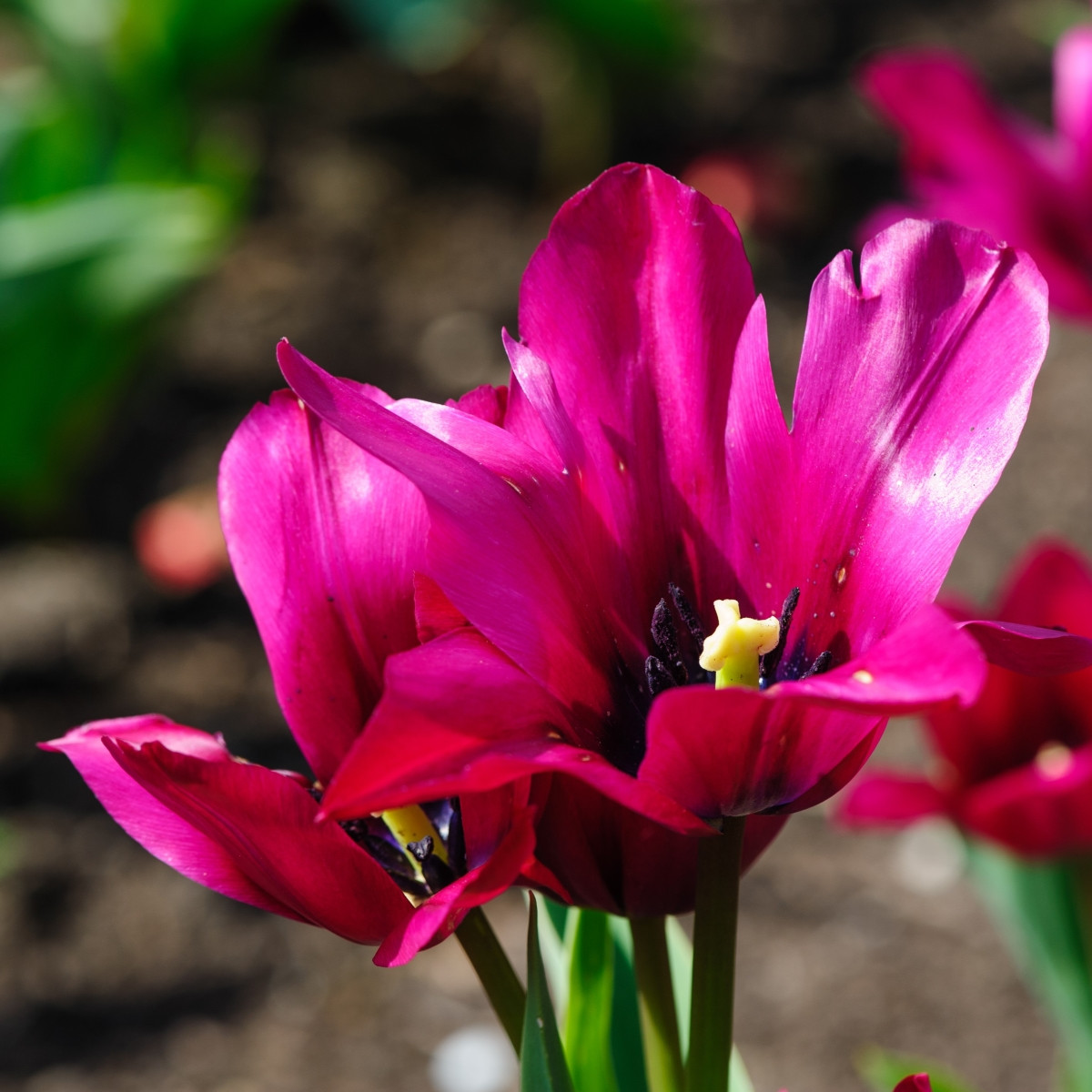 Tulipán Night Club - Tulipa - cibule tulipánu - 3 ks