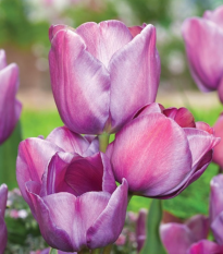 Tulipán Blue Heaven - Tulipa - cibule tulipánu - 3 ks