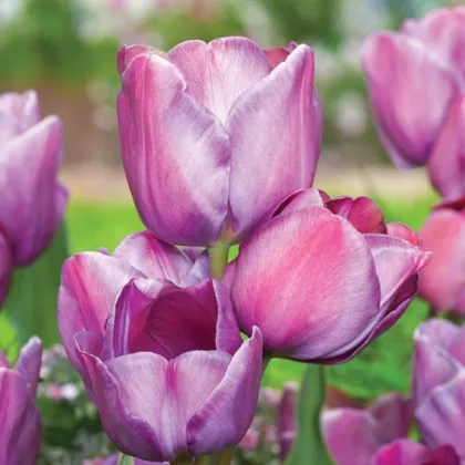 Tulipán Blue Heaven - Tulipa - cibule tulipánu - 3 ks