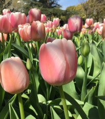 Tulipán Gabriella - Tulipa - cibuloviny - 3 ks