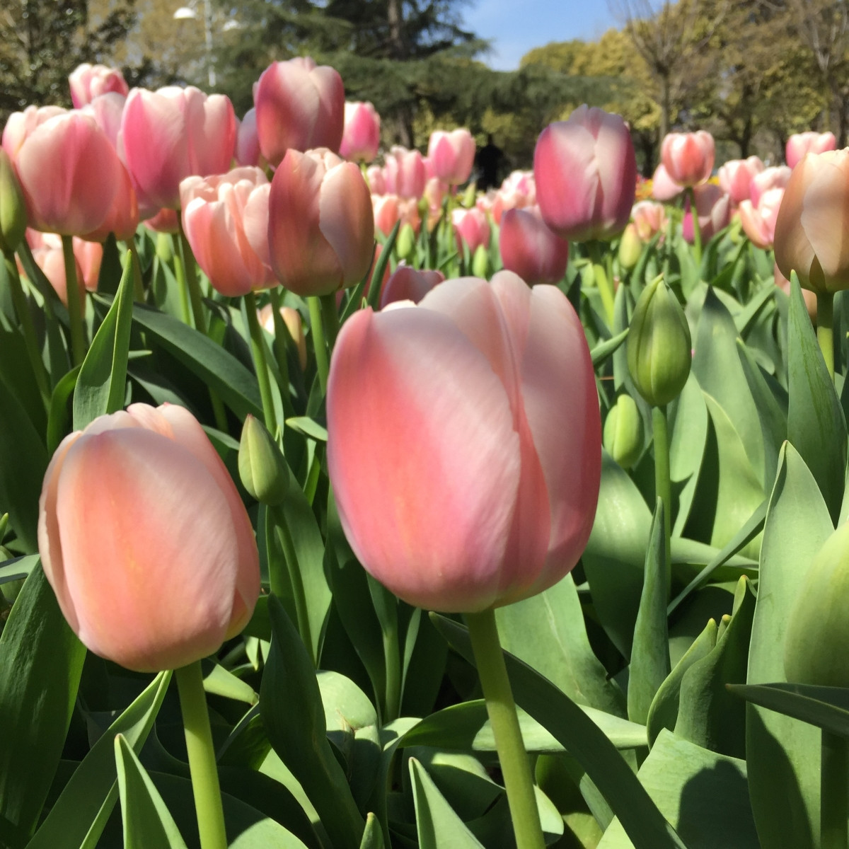 Tulipán Gabriella - Tulipa - cibuloviny - 3 ks