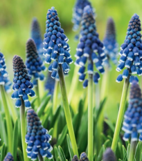 Modřenec Joyce Spirit - Muscari armeniacum - cibule modřence - 5 ks