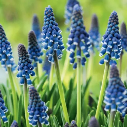 Modřenec Joyce Spirit - Muscari armeniacum - cibule modřence - 5 ks