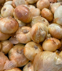 Sazečka Augusta - Allium cepa - cibulky - 250 g