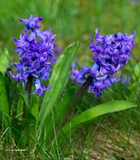 Hyacint Blue Pearl - Hyacinthus - cibule hyacintu - 1 ks