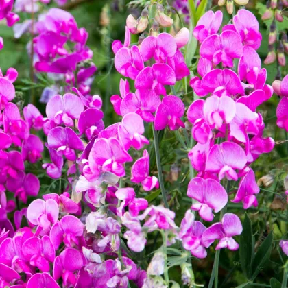 Illatos lednek rózsaszín - Lathyrus odoratus - termesztés