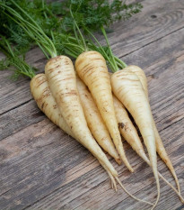 BIO Mrkev bílá Küttiger - Daucus carota - bio semena mrkve - 200 ks