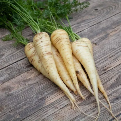 BIO Mrkev bílá Küttiger - Daucus carota - bio semena mrkve - 200 ks