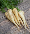 BIO Mrkev bílá Küttiger - Daucus carota - bio semena mrkve - 200 ks