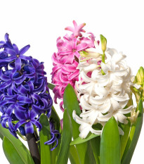 Hyacinty směs - Hyacinthus - cibule hyacintu - 4 ks