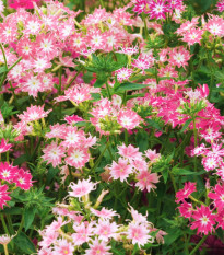 Plaménka Drummondova směs barev - Phlox drum. mix - semena plaménky - 100 ks