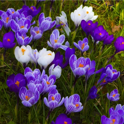 Krokusy směs - Crocus - hlízy krokusu - 24 ks