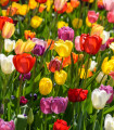 Směs tulipánů - Tulipa mix - cibule tulipánu - 15 ks