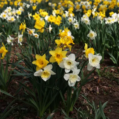 Směs narcisů - Narcissus mix - cibule narcisu - 15 ks