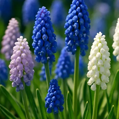 Směs modřenců - Muscari mix - cibule modřence - 25 ks