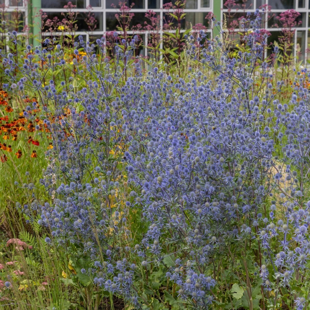 Máčka modrá - Eryngium planum - semena máčky - 20 ks