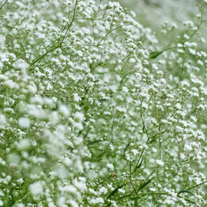 Šáter latnatý bílý - Gypsophila paniculata - semena šáteru - 150 ks