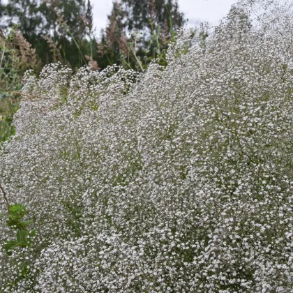 Šáter latnatý bílý - Gypsophila paniculata - semena šáteru - 150 ks