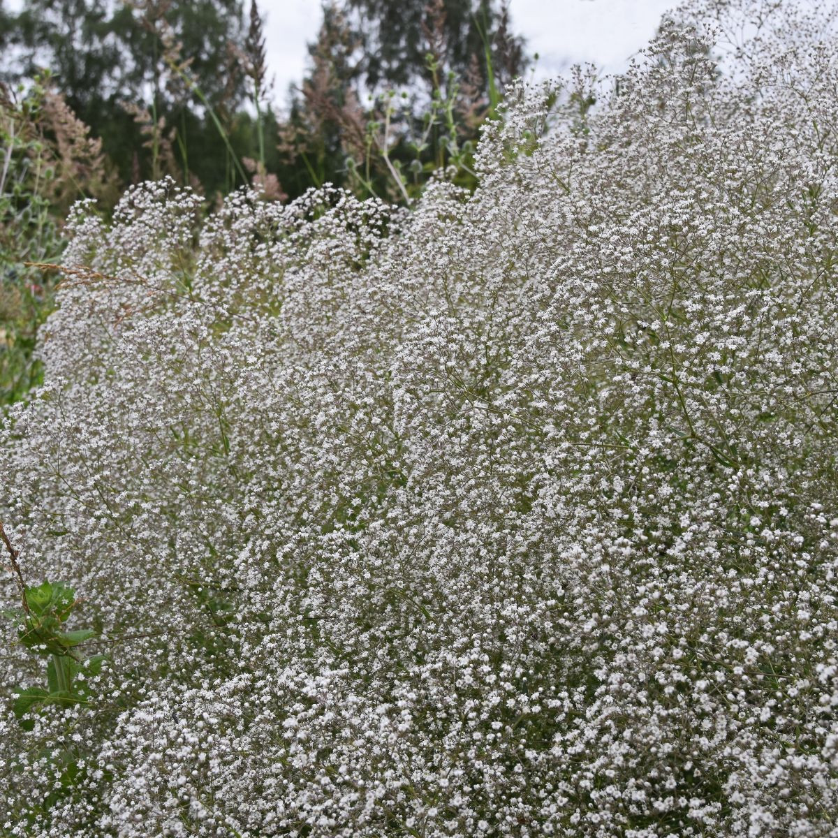 Šáter latnatý bílý - Gypsophila paniculata - semena šáteru - 150 ks