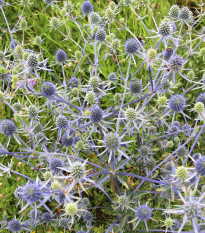 Máčka modrá - Eryngium planum - semena máčky - 20 ks
