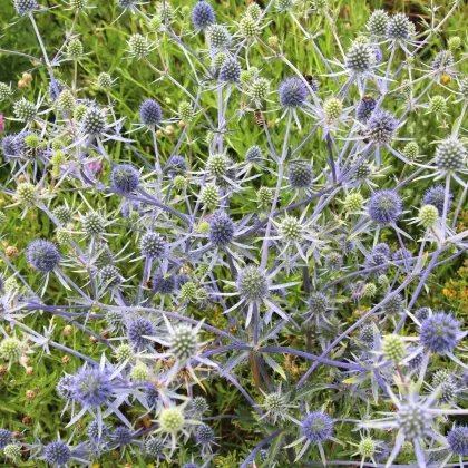 Máčka modrá - Eryngium planum - semena máčky - 20 ks