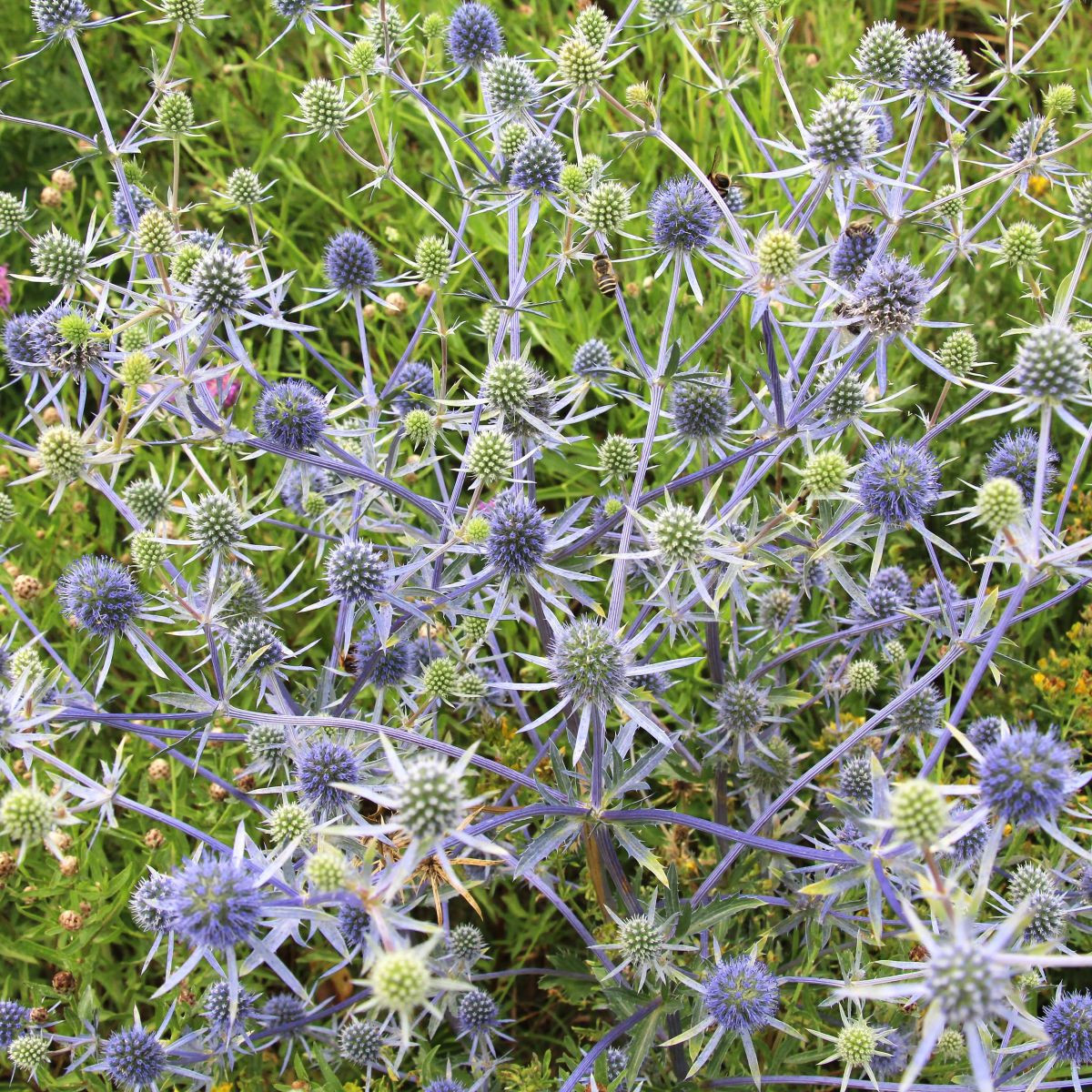 Máčka modrá - Eryngium planum - semena máčky - 20 ks