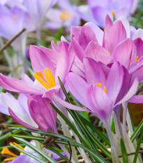 Směs ocúnů - Colchicum mix - hlízy ocúnu - 3 ks