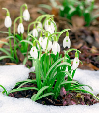 Směs sněženek - Galanthus mix - cibule sněženky - 15 ks