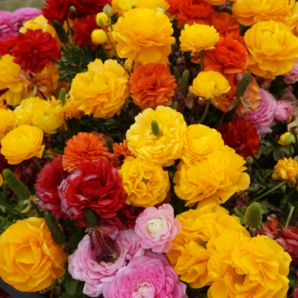 Pryskyřníky směs - Ranunculus - hlízy pryskyřníku - 9 ks