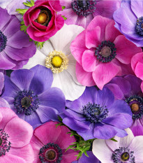 Sasanka plnokvětá směs - Anemone - hlízy sasanky - 9 ks