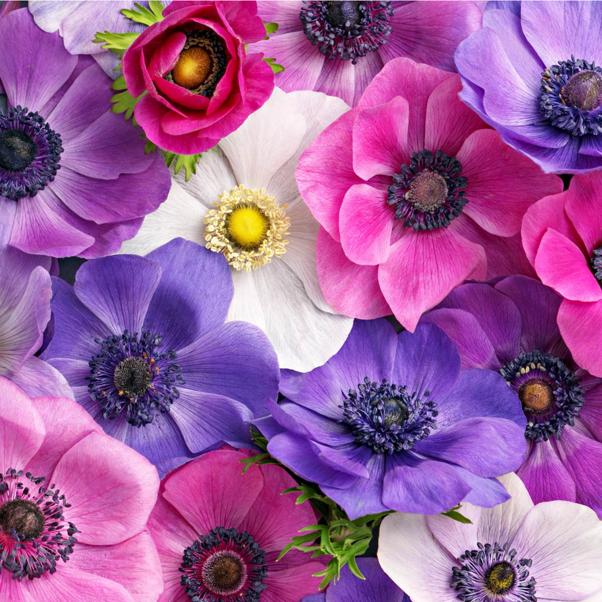 Sasanka plnokvětá směs - Anemone - hlízy sasanky - 9 ks