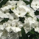 Hvozdík Chiba White - Dianthus interspecific - semena hvozdíku - 18 ks