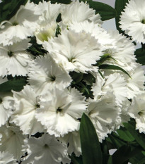 Hvozdík Chiba White - Dianthus interspecific - semena hvozdíku - 18 ks