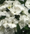 Hvozdík Chiba White - Dianthus interspecific - semena hvozdíku - 18 ks
