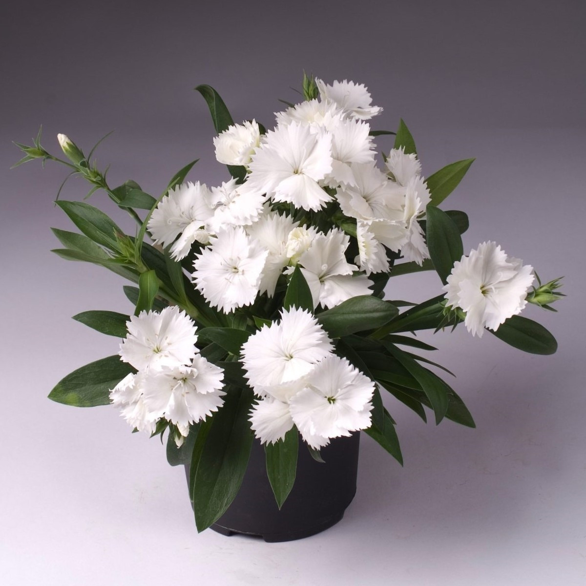 Hvozdík Chiba White - Dianthus interspecific - semena hvozdíku - 18 ks