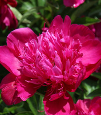Pivoňka Big Ben - Paeonia lactiflora - hlízy pivoňky - 1 ks