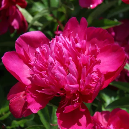 Pivoňka Big Ben - Paeonia lactiflora - hlízy pivoňky - 1 ks