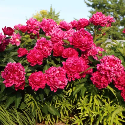 Pivoňka Big Ben - Paeonia lactiflora - hlízy pivoňky - 1 ks