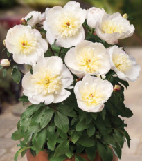 Pivoňka Patio Madrid - Paeonia - hlízy pivoňky - 1 ks