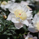 Pivoňka Patio Madrid - Paeonia - hlízy pivoňky - 1 ks