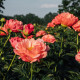 Pivoňka Coral Sunset - Paeonia lactiflora - hlízy pivoňky - 1 ks