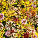Krásnoočko Sea Shells Mix - Coreopsis hybrida - semena krásnoočka - 50 ks