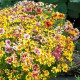 Krásnoočko Sea Shells Mix - Coreopsis hybrida - semena krásnoočka - 50 ks