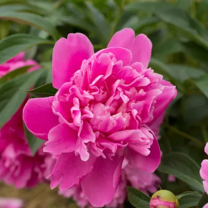 Pivoňka Patio Rome - Paeonia lactiflora - hlízy pivoňky - 1 ks